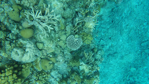 北浜ビーチ珊瑚